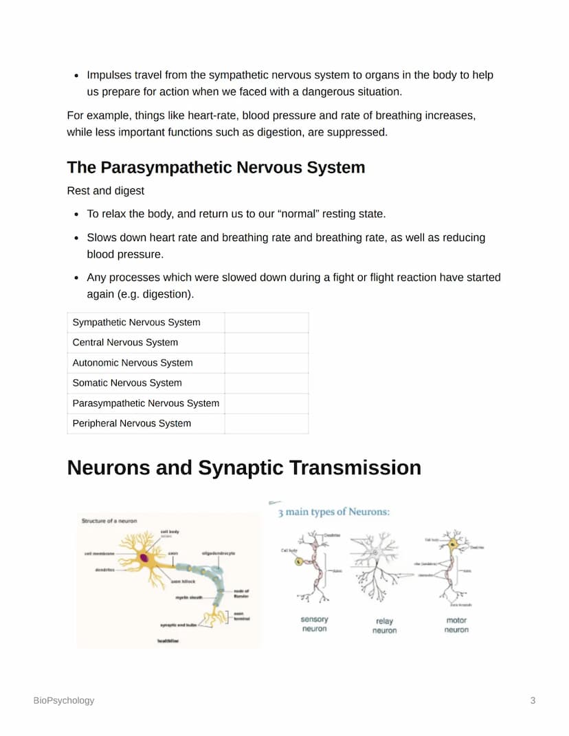 BioPsychology
Biopsyc Revision
The Nervous System
The nervous system is a specialised network of cells in the human body and is our
primary 