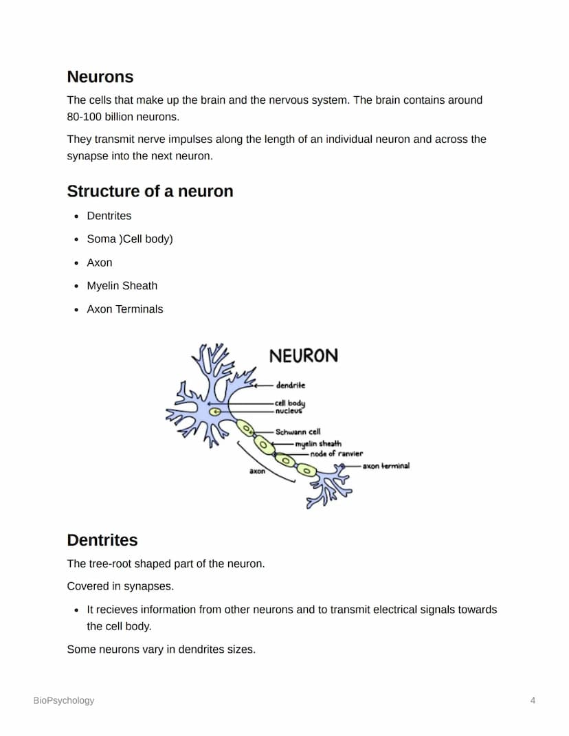 BioPsychology
Biopsyc Revision
The Nervous System
The nervous system is a specialised network of cells in the human body and is our
primary 