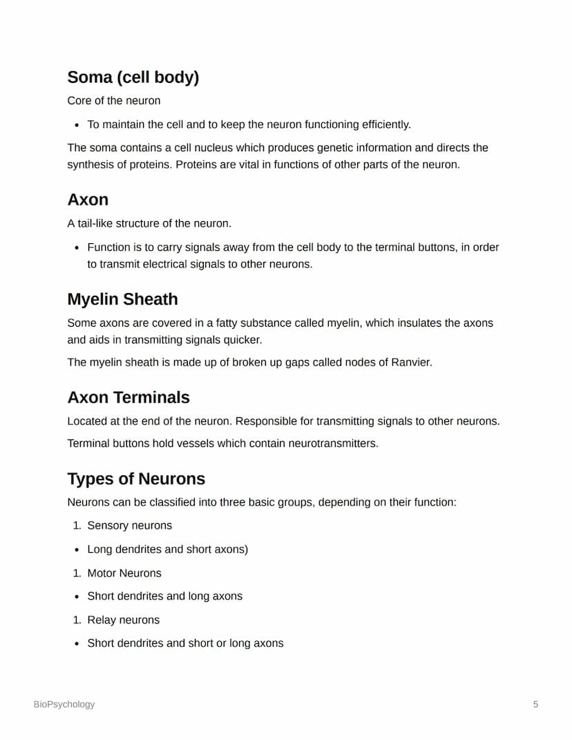 BioPsychology
Biopsyc Revision
The Nervous System
The nervous system is a specialised network of cells in the human body and is our
primary 
