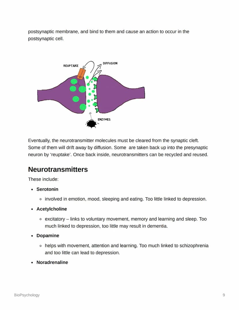 BioPsychology
Biopsyc Revision
The Nervous System
The nervous system is a specialised network of cells in the human body and is our
primary 