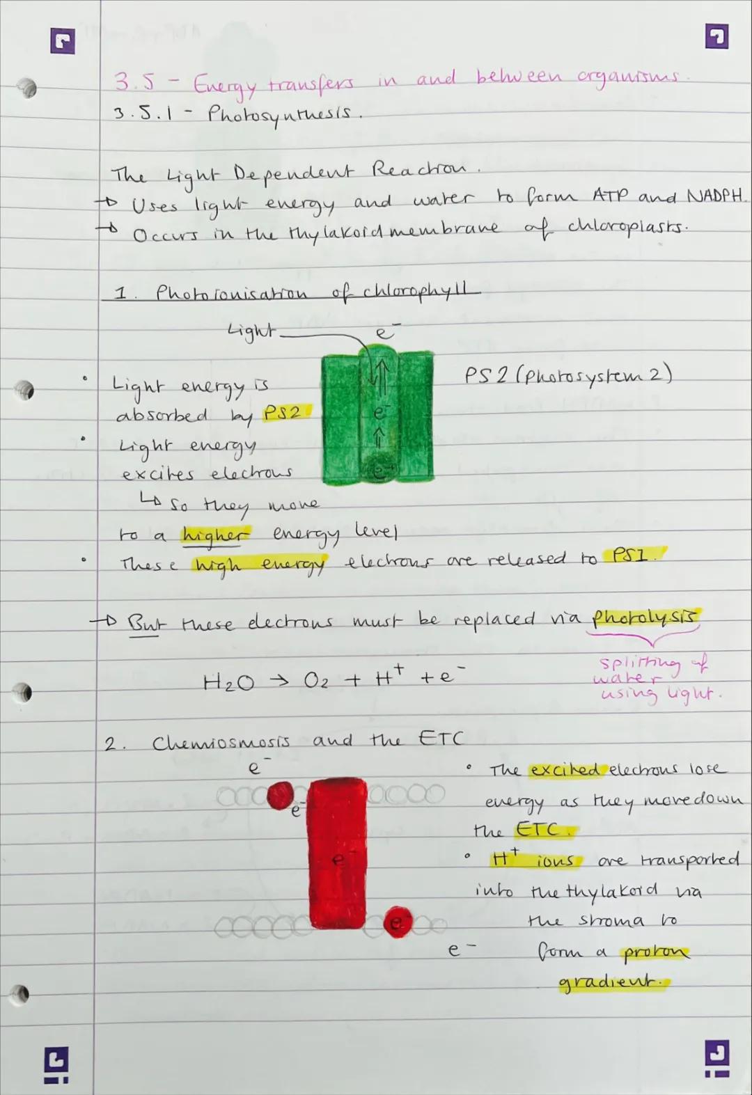 Photosynthesis for Kids: Light-dependent and Light-independent Reactions