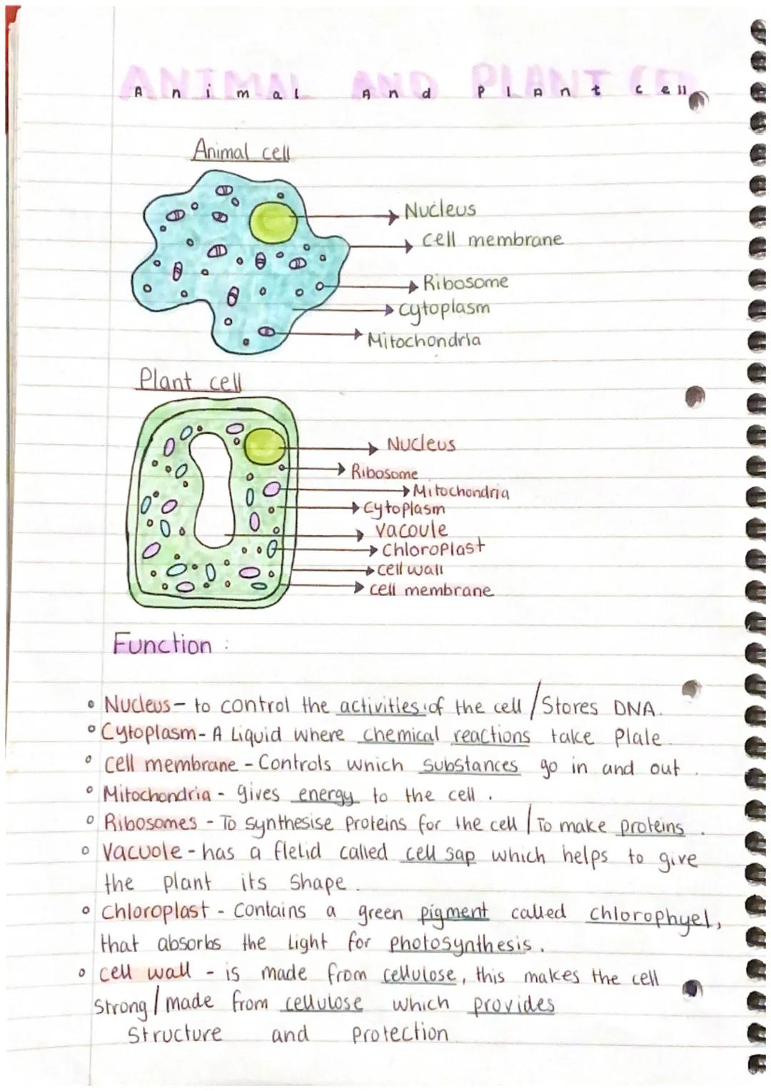 n
A
•.0
Plant cell
0%
0°0
°0
m
Animal cell
Function:
G
Nucleus
P
→→Ribosome
cell membrane
Ribosome
→ cytoplasm
Mitochondria
Nucleus
。 cell w