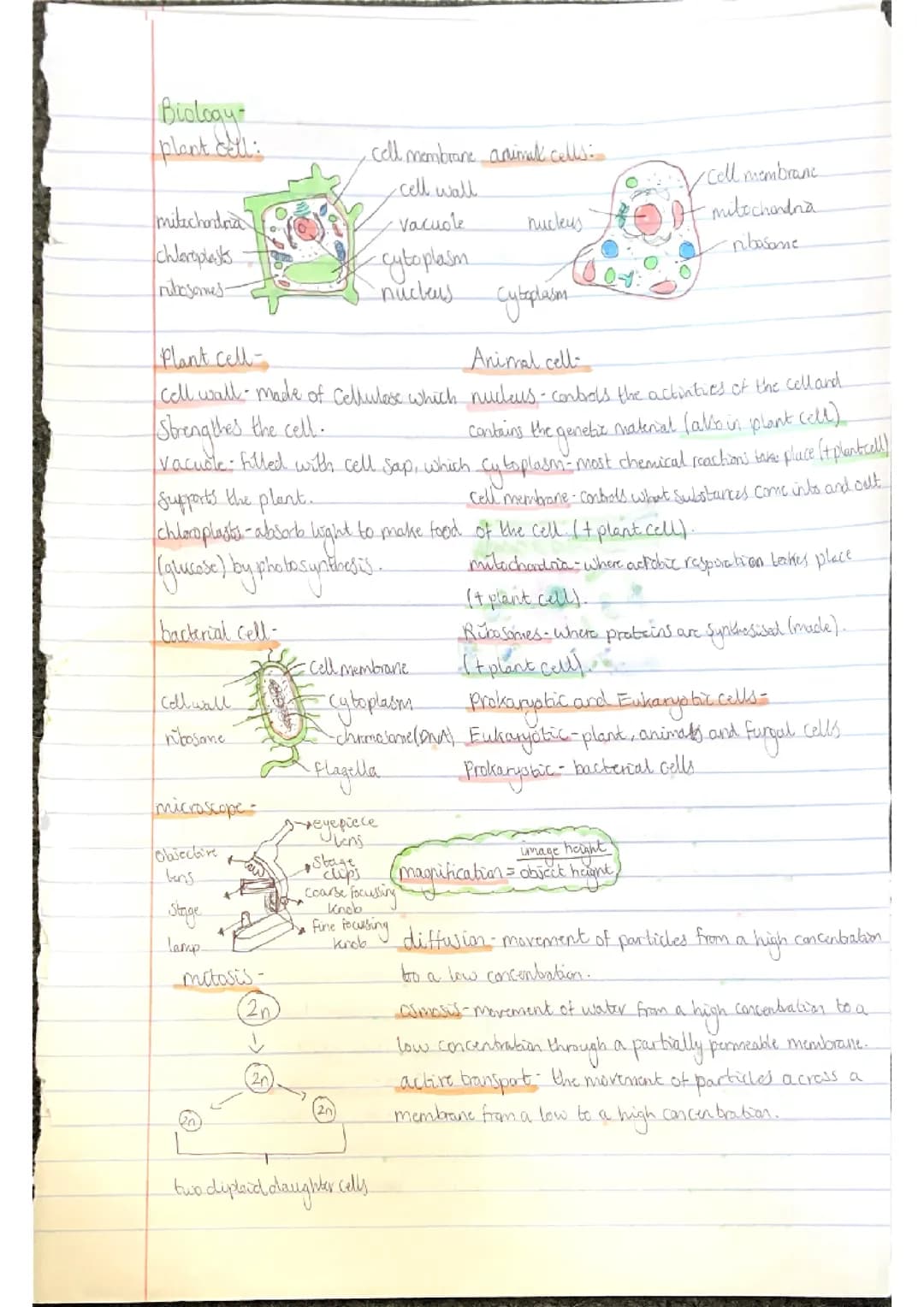 Biology Paper 1: Foundation AQA GCSE