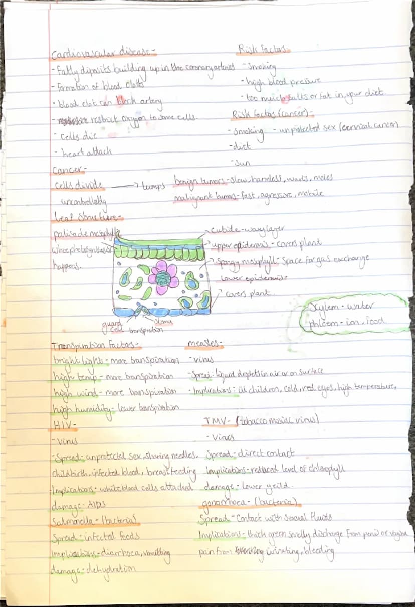 Biology
plant cl
• cell membrane animal cells:
-cell wall
milachandra
Vacuole
Chloroplasts
-cytoplasm
ribosomes-
nucleus
Cell membrane
-mito