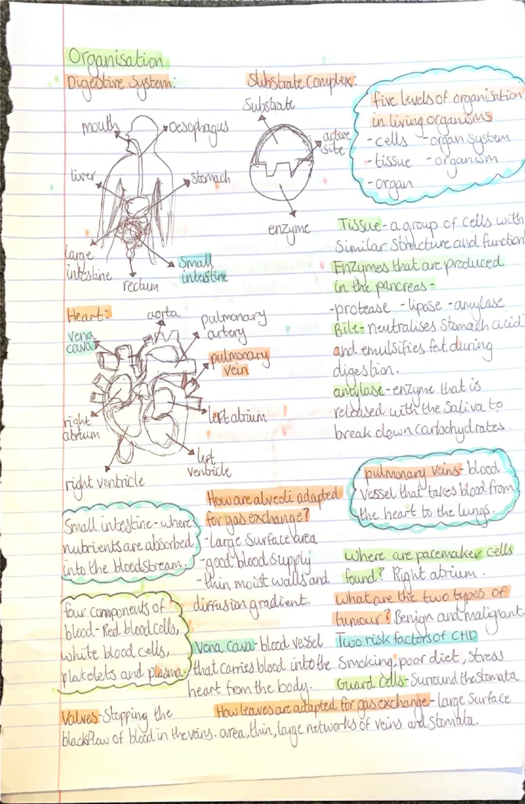 Biology
plant cl
• cell membrane animal cells:
-cell wall
milachandra
Vacuole
Chloroplasts
-cytoplasm
ribosomes-
nucleus
Cell membrane
-mito