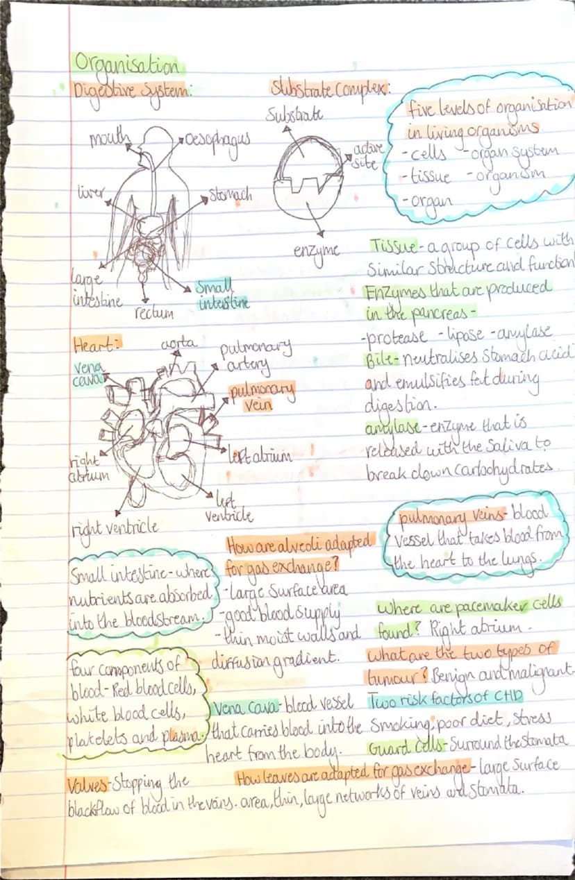 Biology
plant cl
• cell membrane animal cells:
-cell wall
milachandra
Vacuole
Chloroplasts
-cytoplasm
ribosomes-
nucleus
Cell membrane
-mito