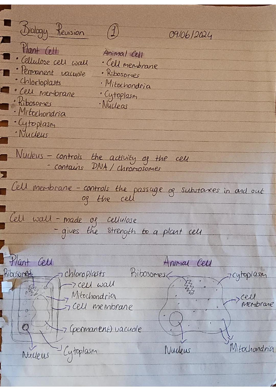 Biology Notes (pt.1)- plant and animal cells!