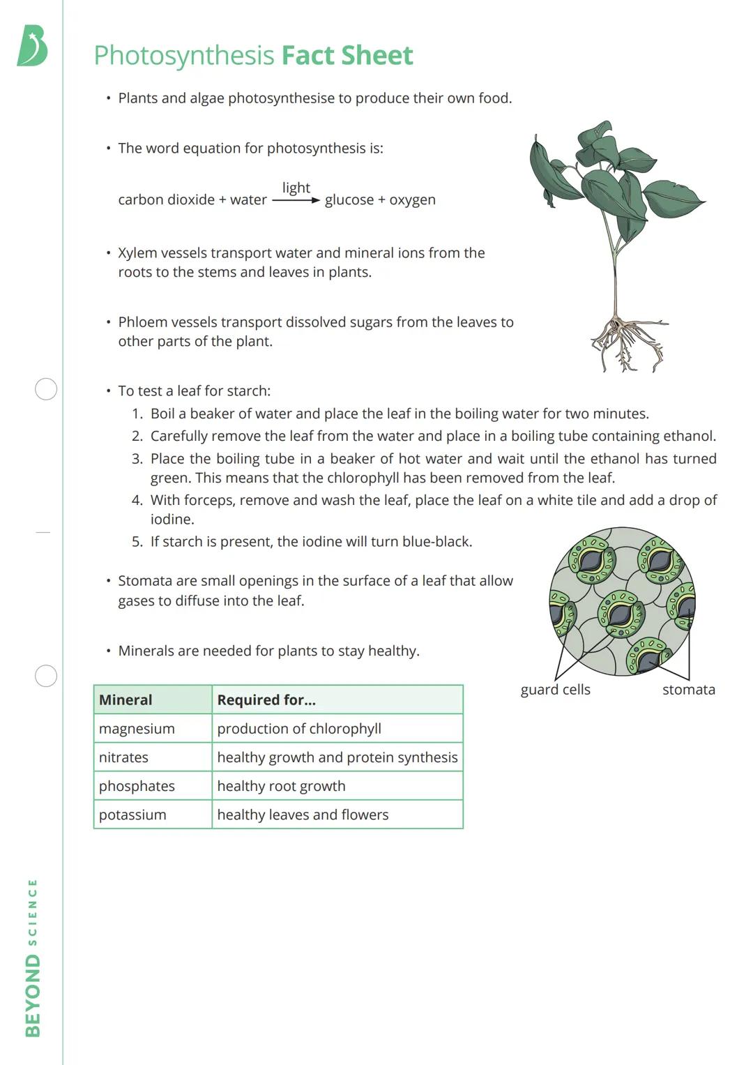BEYOND SCIENCE
Photosynthesis Fact Sheet
• Plants and algae photosynthesise to produce their own food.
• The word equation for photosynthesi