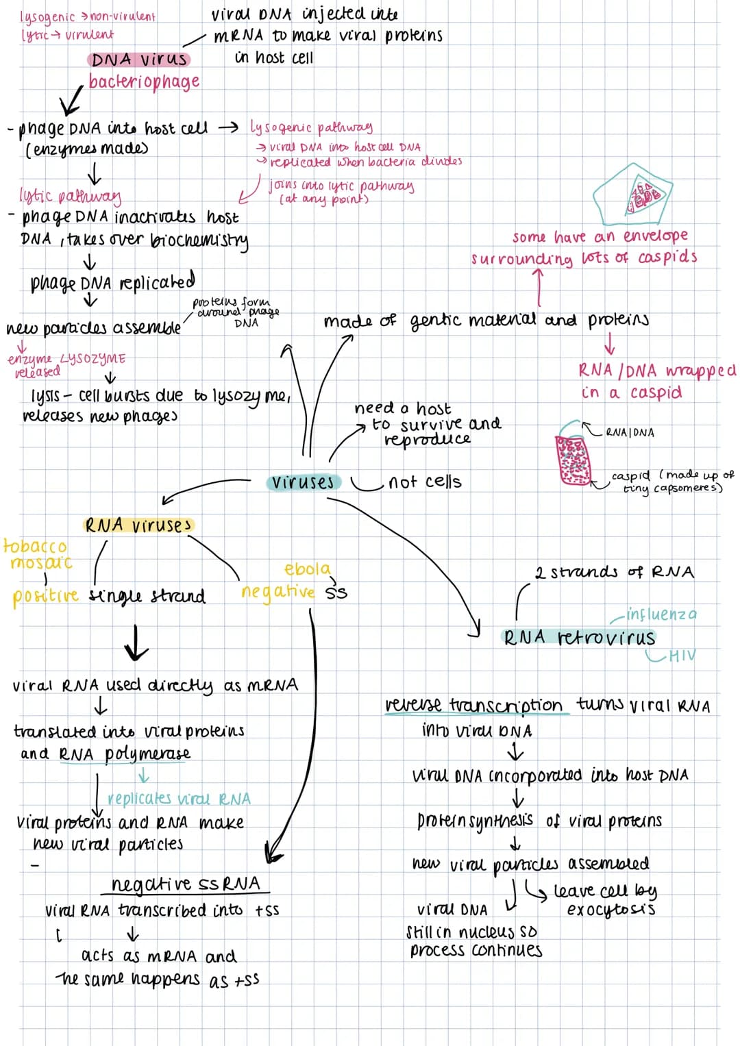 lysogenic non-virulent
lyric virulent
DNA virus
bacteriophage
-phage DNA into host cell → Lysogenic pathway
(enzymes made)
↓
lytic pathway
p