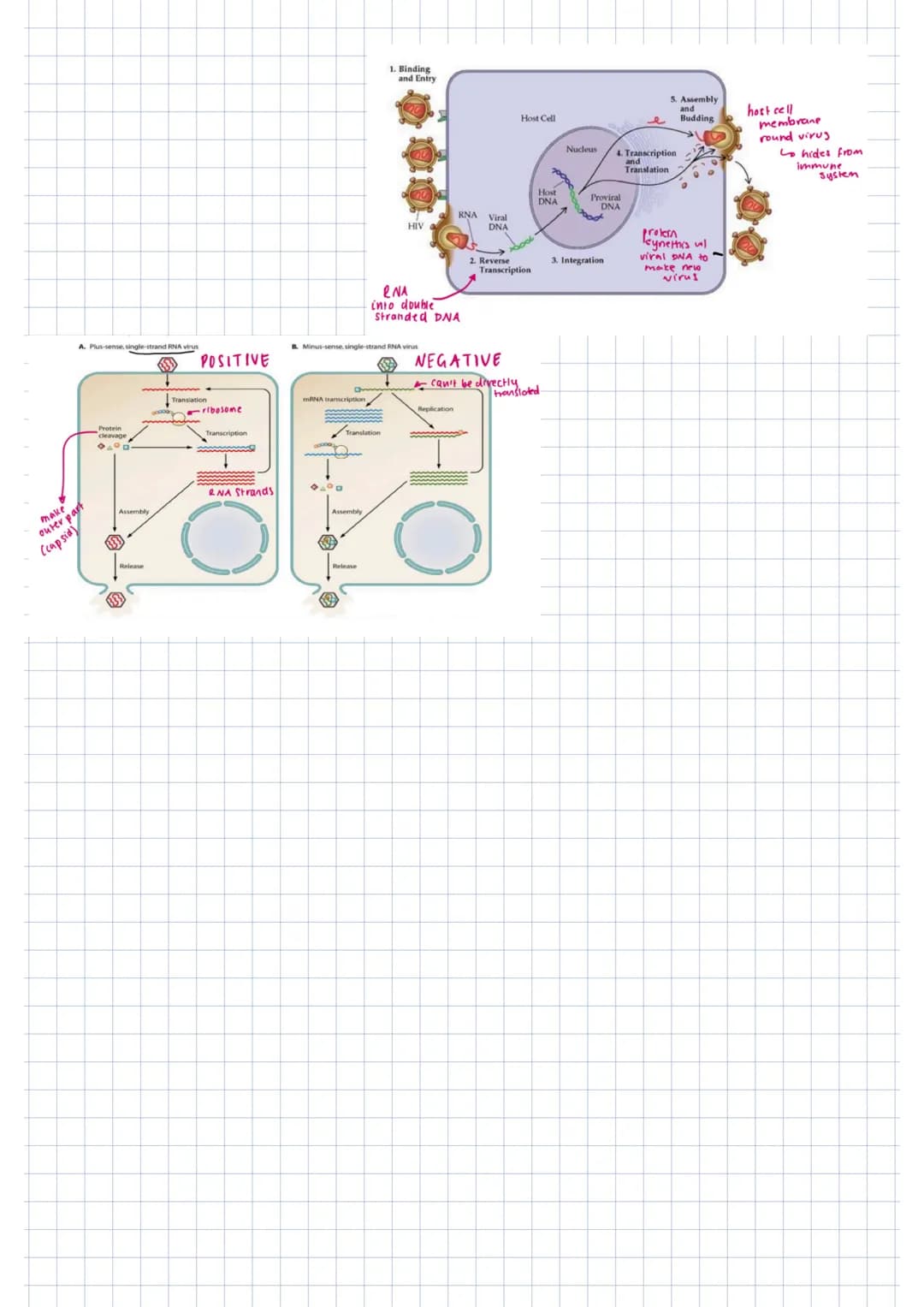 lysogenic non-virulent
lyric virulent
DNA virus
bacteriophage
-phage DNA into host cell → Lysogenic pathway
(enzymes made)
↓
lytic pathway
p