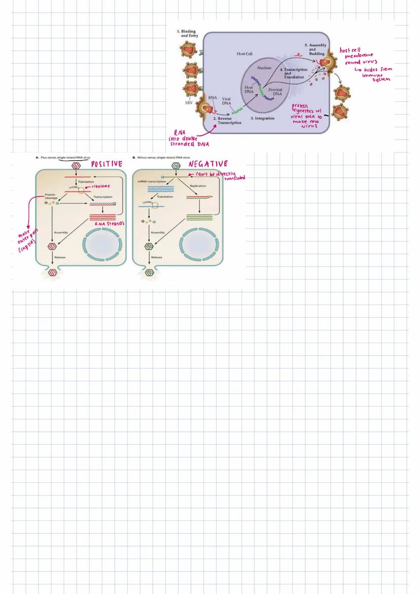 lysogenic non-virulent
lyric virulent
DNA virus
bacteriophage
-phage DNA into host cell → Lysogenic pathway
(enzymes made)
↓
lytic pathway
p