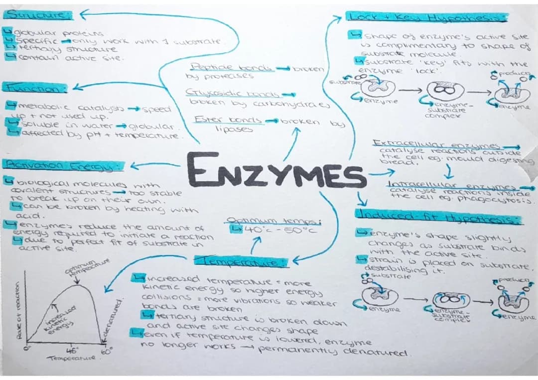How Temperature and Helpers Affect Enzyme Actions