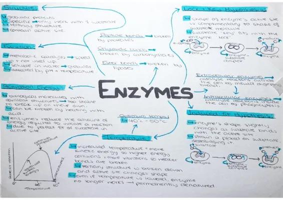 Know Enzymes and Inhibitors thumbnail