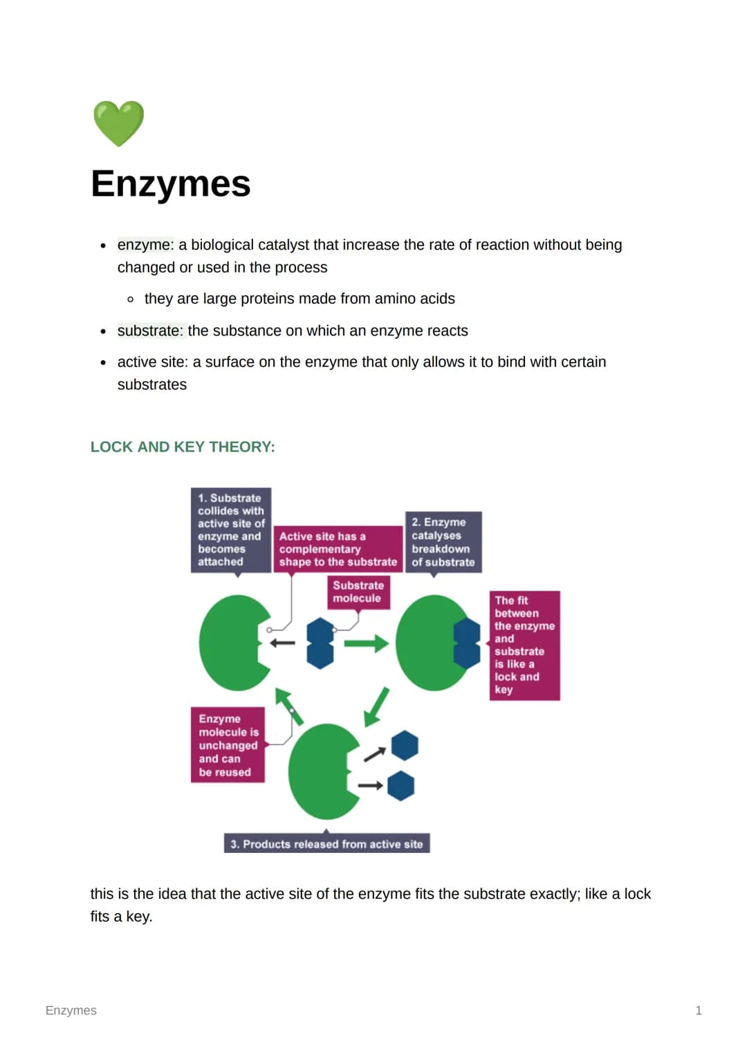Enzymes
• enzyme: a biological catalyst that increase the rate of reaction without being
changed or used in the process
o they are large pro