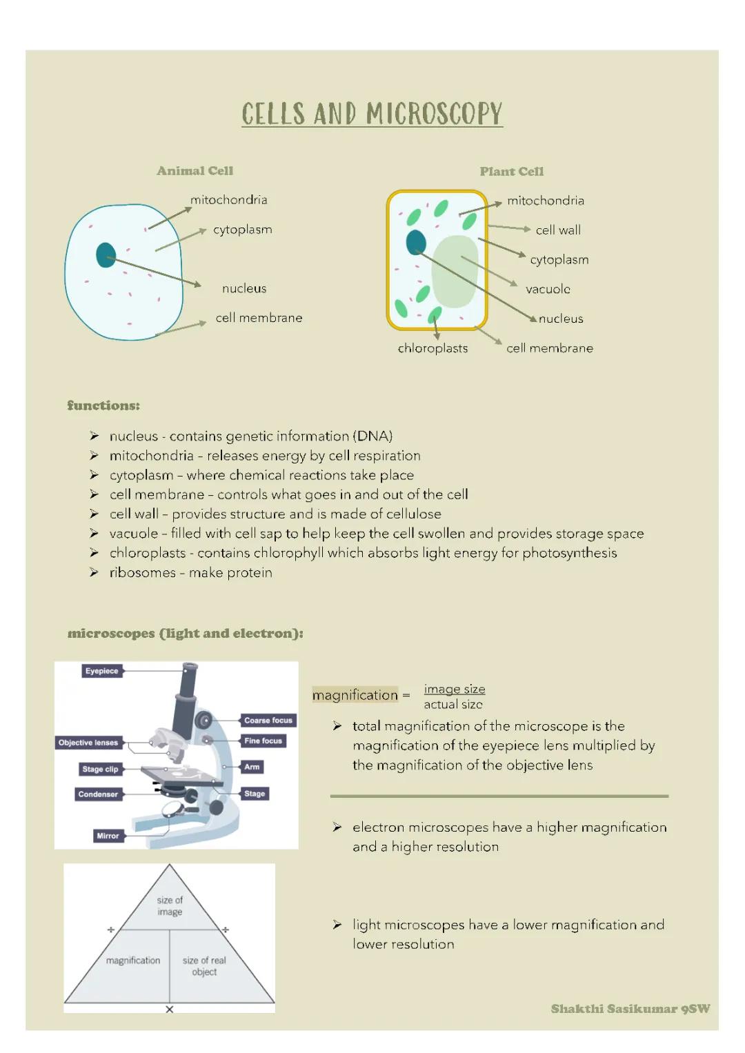 GCSE Cells and Microscopy Fun - Worksheets and Cheat Sheets!