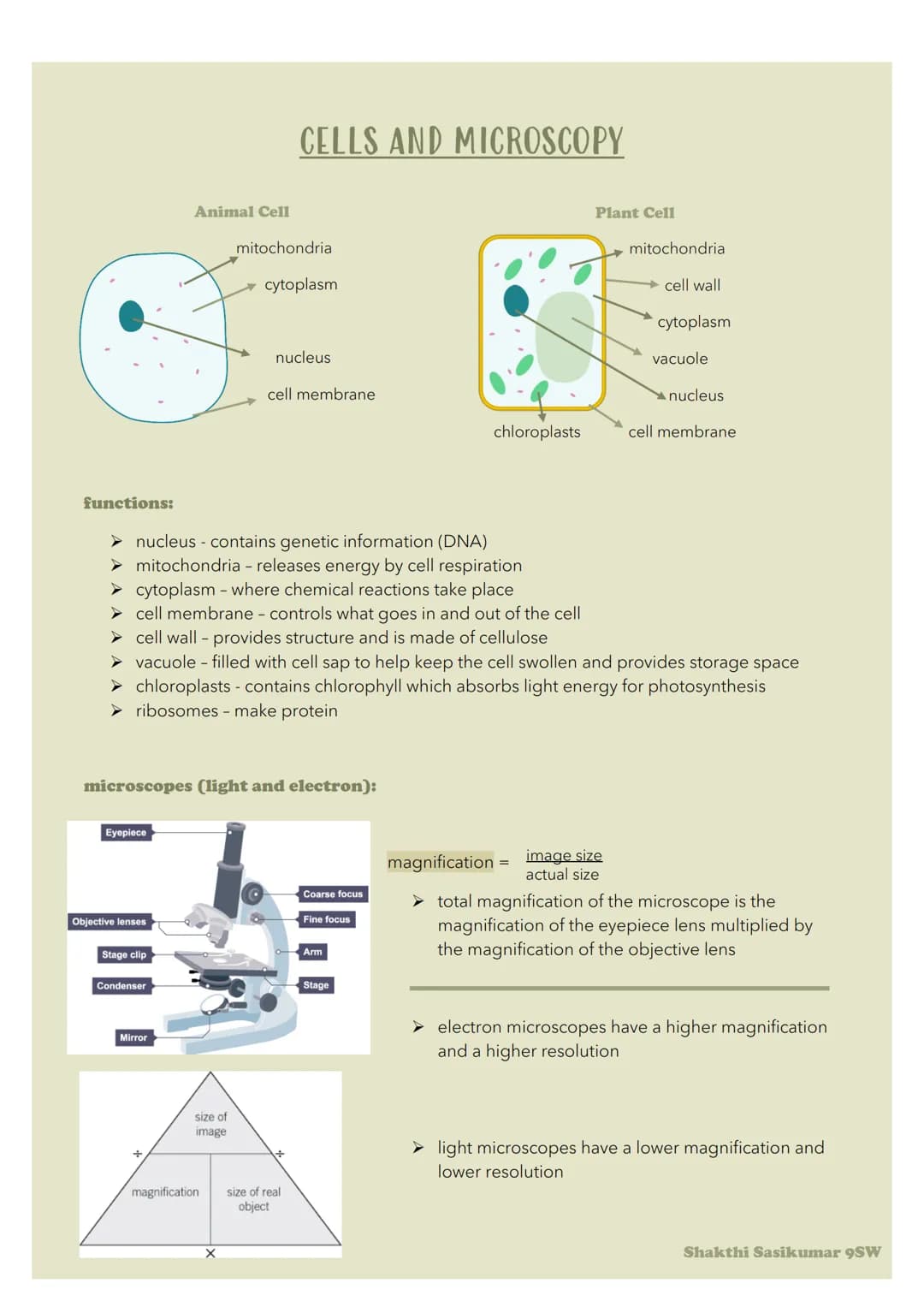 functions:
Eyepiece
Objective lenses
Animal Cell
Stage clip
Condenser
➤ nucleus - contains genetic information (DNA)
mitochondria - releases