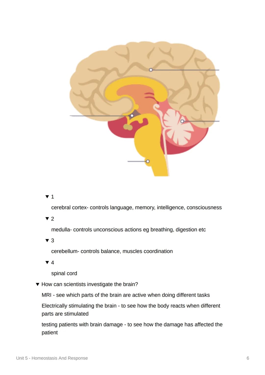 Unit 5 - Homeostasis And
Response
4.5.1 Homeostasis
▾ What is homeostasis?
control of internal conditions of a cell or organism to maintain 