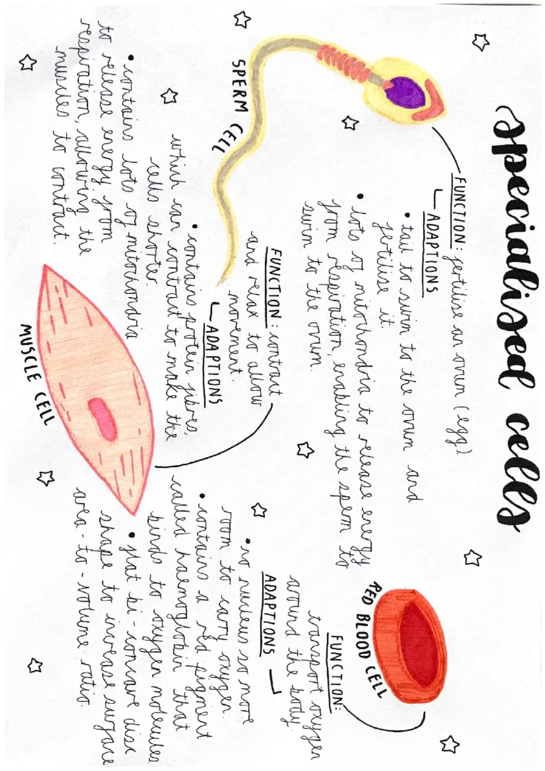specialised cells
-FUNCTION: fertilise an ovum (egg)
-ADAPTIONS
tail to swin to the orum and
Jetilise it.
• lots of mitochondria to release 