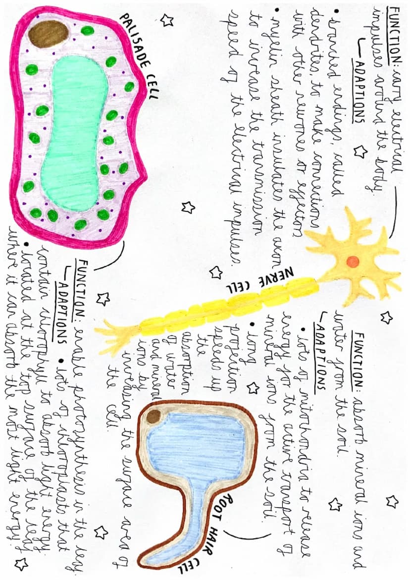 specialised cells
-FUNCTION: fertilise an ovum (egg)
-ADAPTIONS
tail to swin to the orum and
Jetilise it.
• lots of mitochondria to release 
