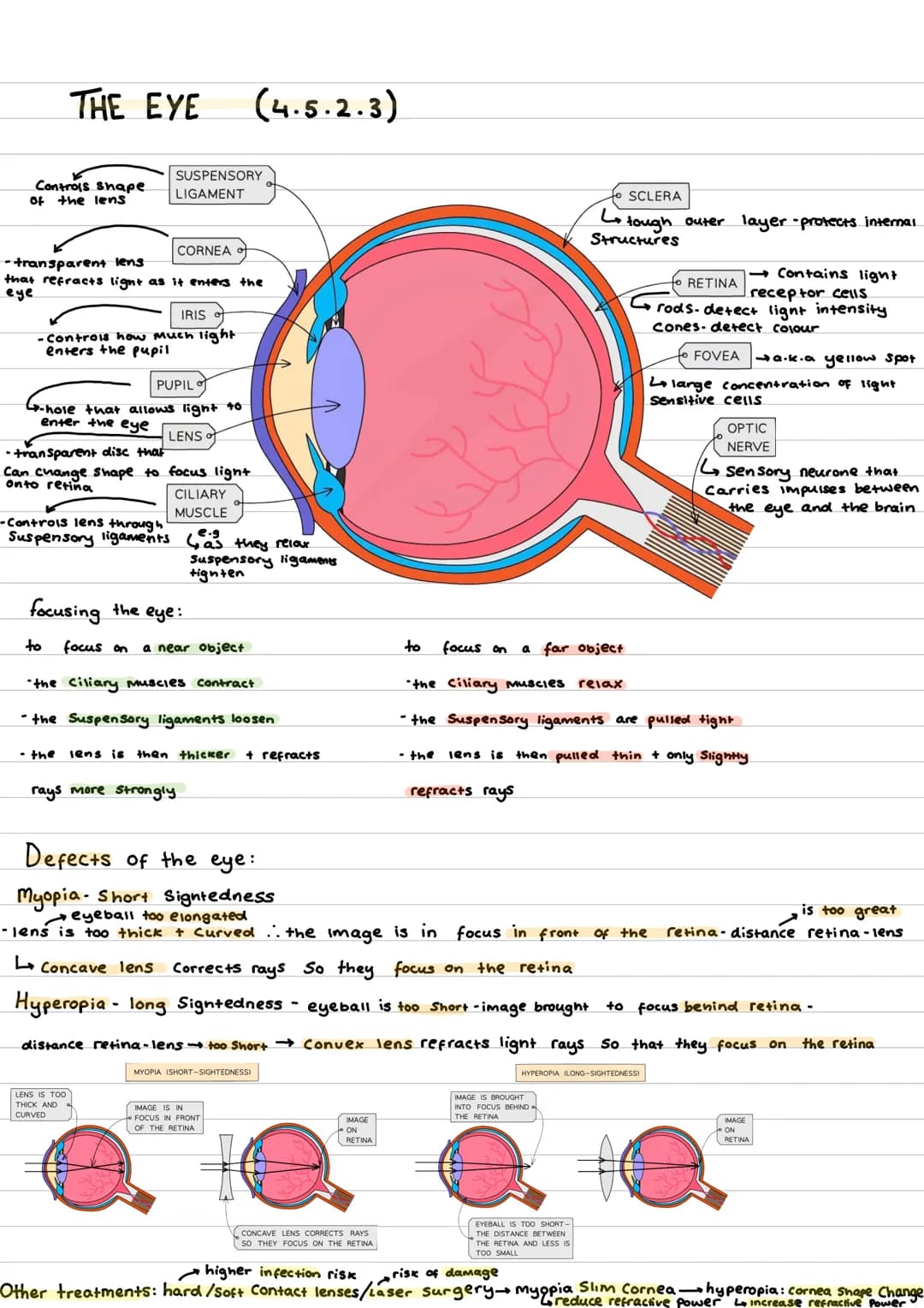 Controls shape.
of the lens
THE EYE
CORNEA
-transparent lens
that refracts light as it enters the
eye
IRIS
- Controls how much light
enters 
