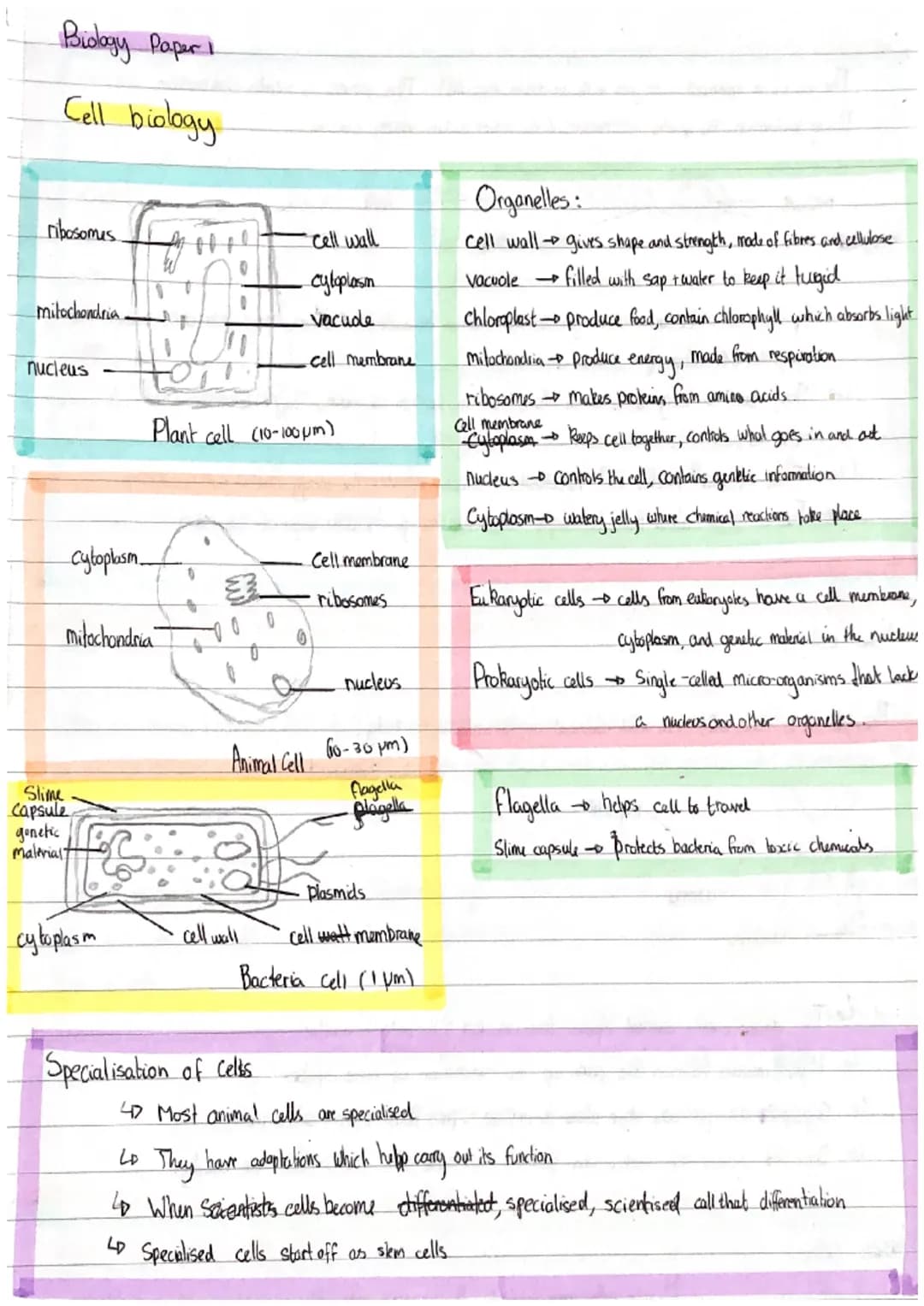 Biology Paper I
Cell biology
ribosomes
mitochondria.
nucleus
cytoplasm
Slime
Capsule
mitochondria
gonetic
Malerial?
cytoplasm
55
Plant cell 