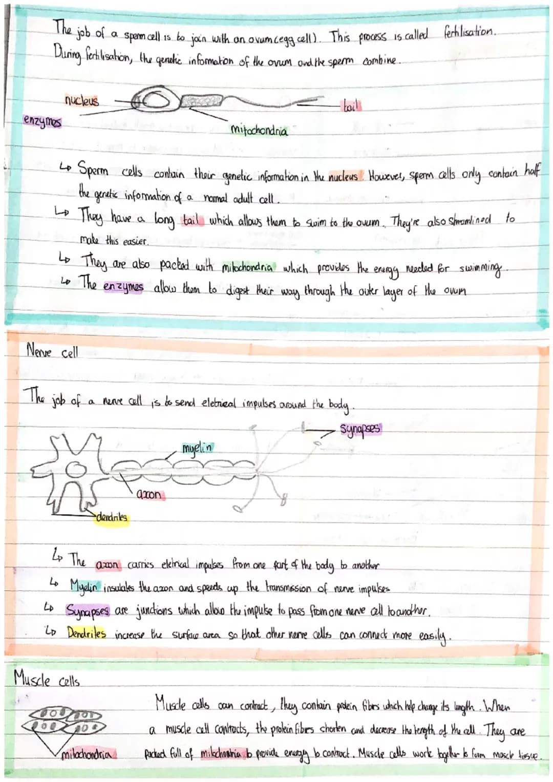 Biology Paper I
Cell biology
ribosomes
mitochondria.
nucleus
cytoplasm
Slime
Capsule
mitochondria
gonetic
Malerial?
cytoplasm
55
Plant cell 
