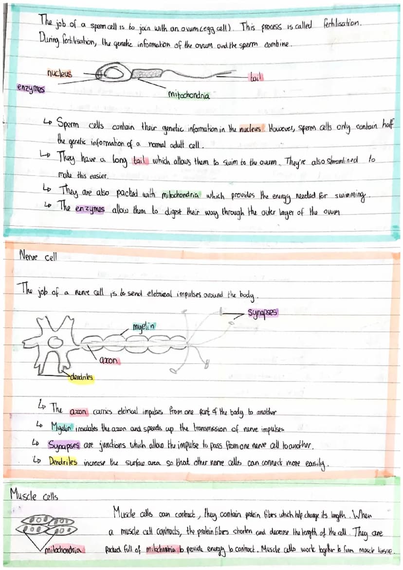 Biology Paper I
Cell biology
ribosomes
mitochondria.
nucleus
cytoplasm
Slime
Capsule
mitochondria
gonetic
Malerial?
cytoplasm
55
Plant cell 