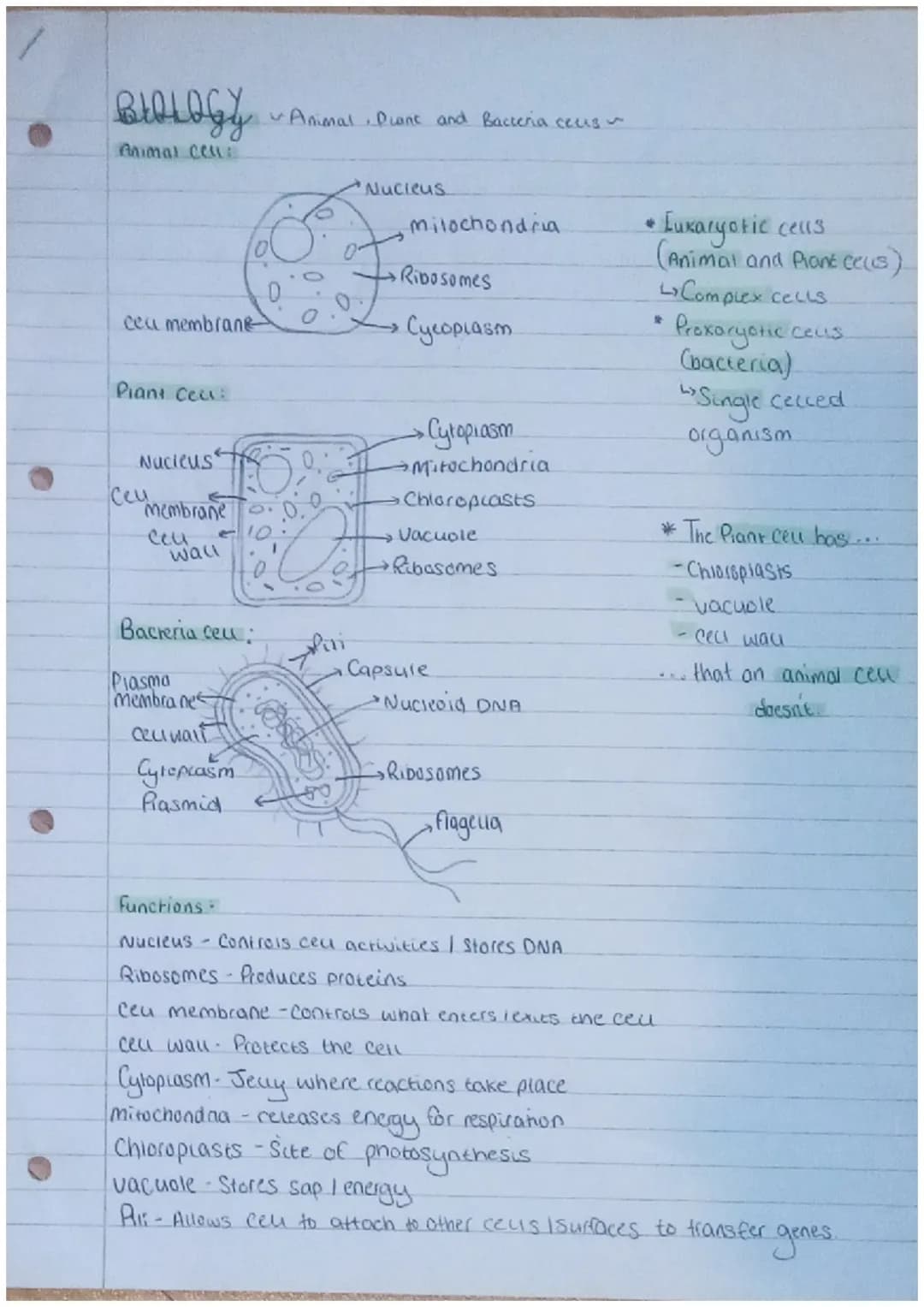 TARTARE
BIOLOGY
Animal cell:
cea membrane
Plant Cell:
Nucleus
Ceu
membrane.
←10
wall
~Animal Plant and Bacteria ceces ~
Bacteria ceu:
Plasma