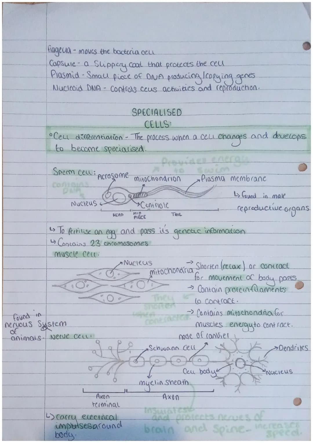 TARTARE
BIOLOGY
Animal cell:
cea membrane
Plant Cell:
Nucleus
Ceu
membrane.
←10
wall
~Animal Plant and Bacteria ceces ~
Bacteria ceu:
Plasma