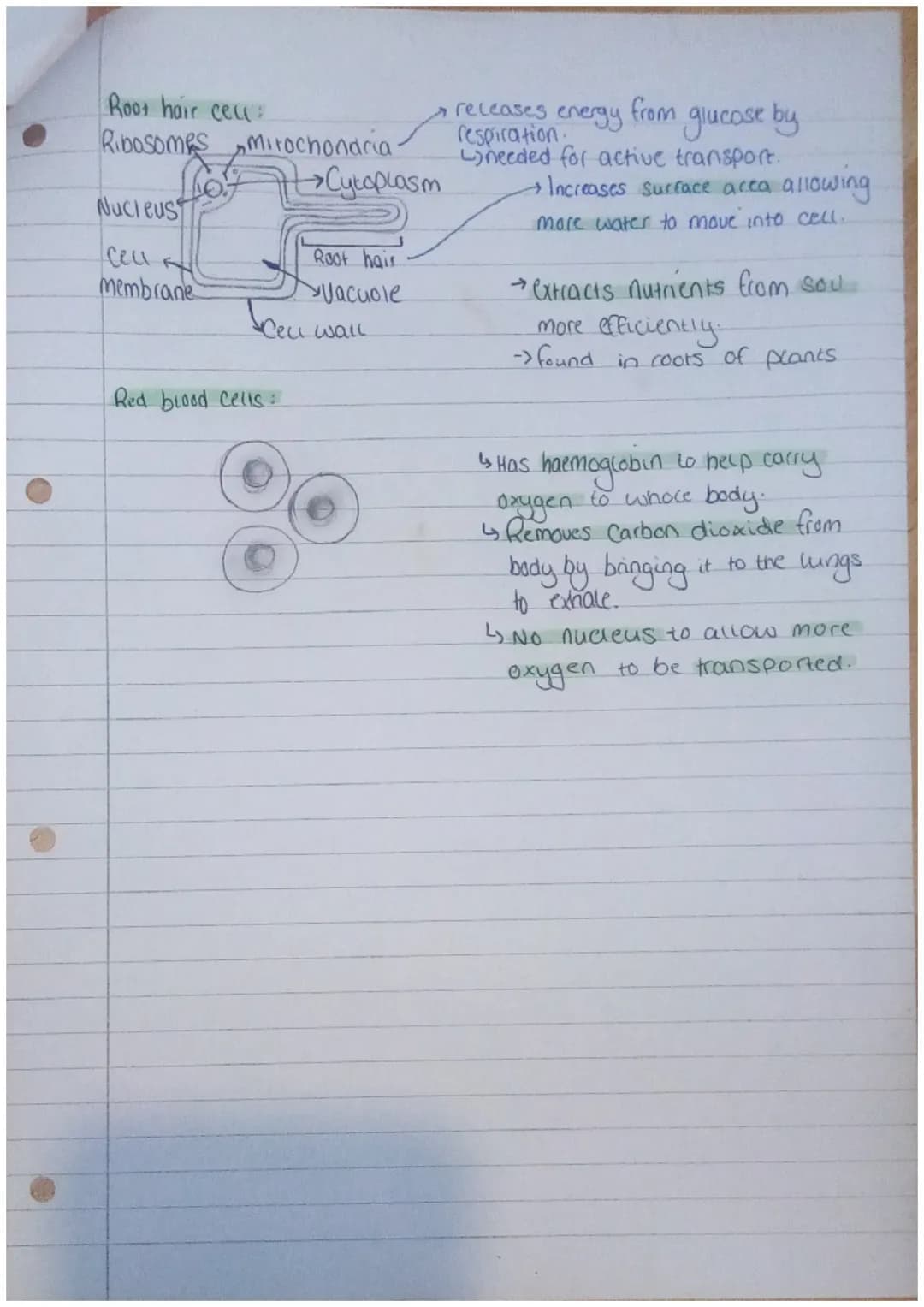 TARTARE
BIOLOGY
Animal cell:
cea membrane
Plant Cell:
Nucleus
Ceu
membrane.
←10
wall
~Animal Plant and Bacteria ceces ~
Bacteria ceu:
Plasma