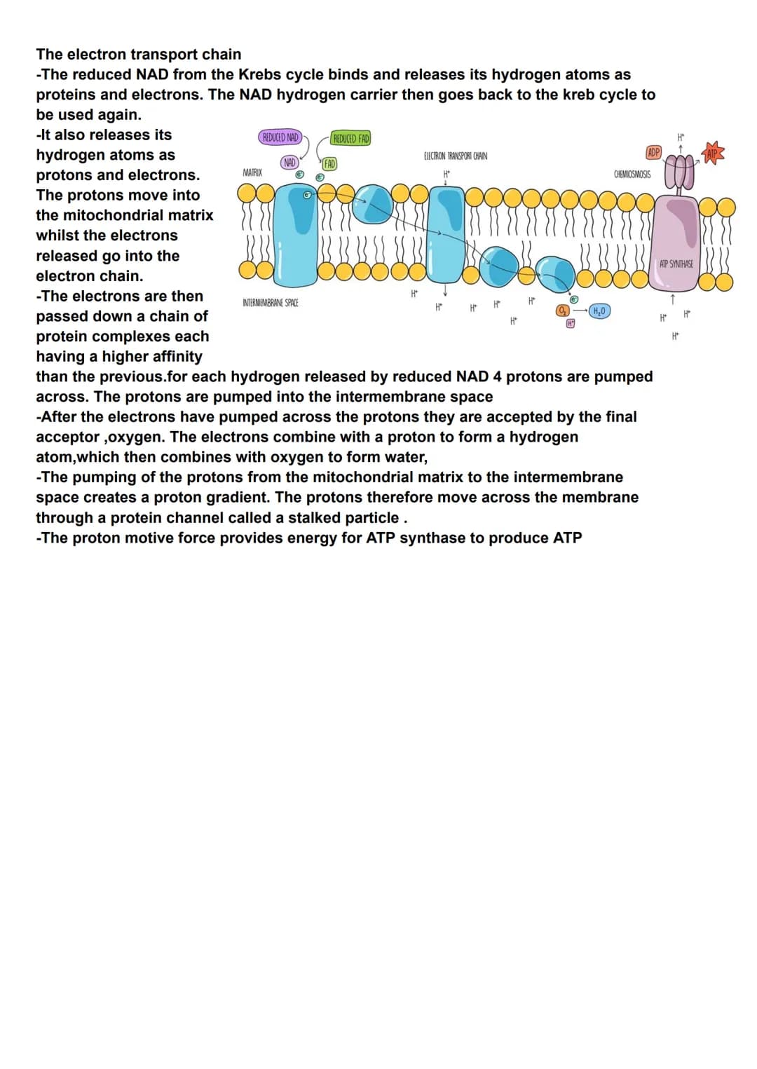 Respiration
Aerobic respiration is the splitting of a
respiratory substrate to release carbon
dioxide as waste product
The process of respir