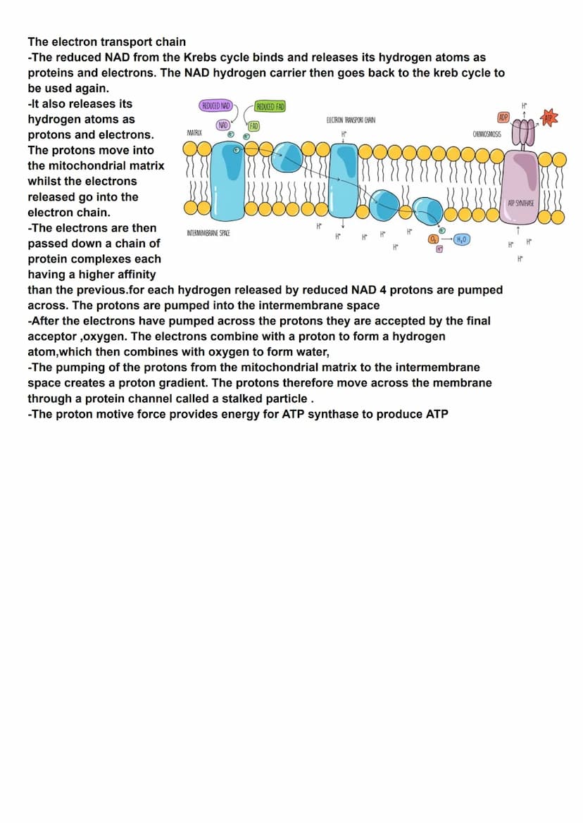 Respiration
Aerobic respiration is the splitting of a
respiratory substrate to release carbon
dioxide as waste product
The process of respir