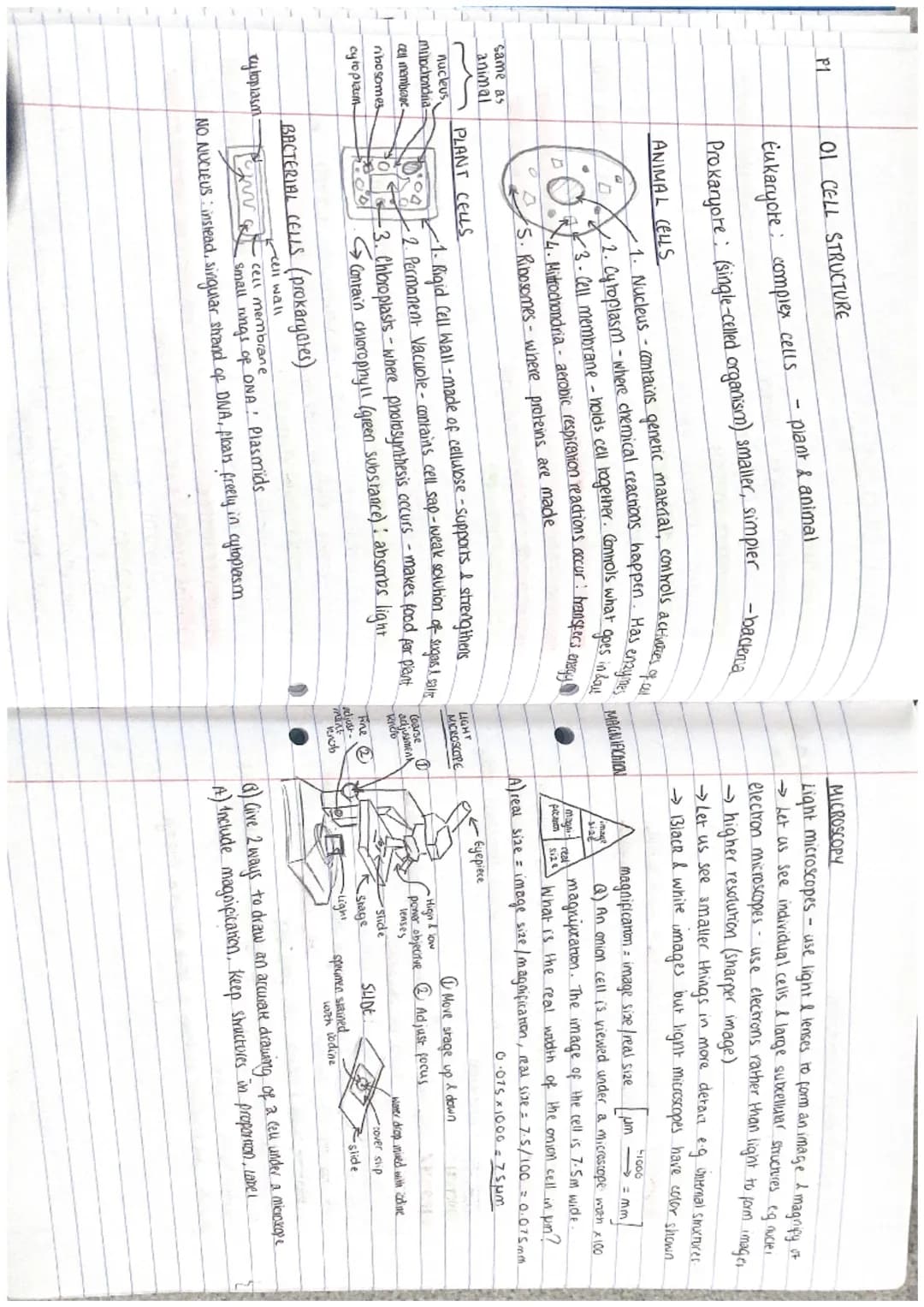 RIPLE.
ни
PAPER 1 CHECKLIST
ol: cell Structure
- Eukaryotes, Prokaryotes - Animal & plant cells
- Mucroscopy - Organisation
02: Transport on