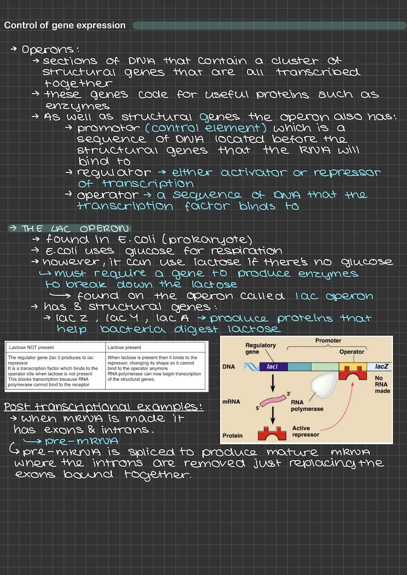 Control of genetic expression
→ All cells carry the same genes but not all genes in
every cell are switched on
→ cells show different gene e