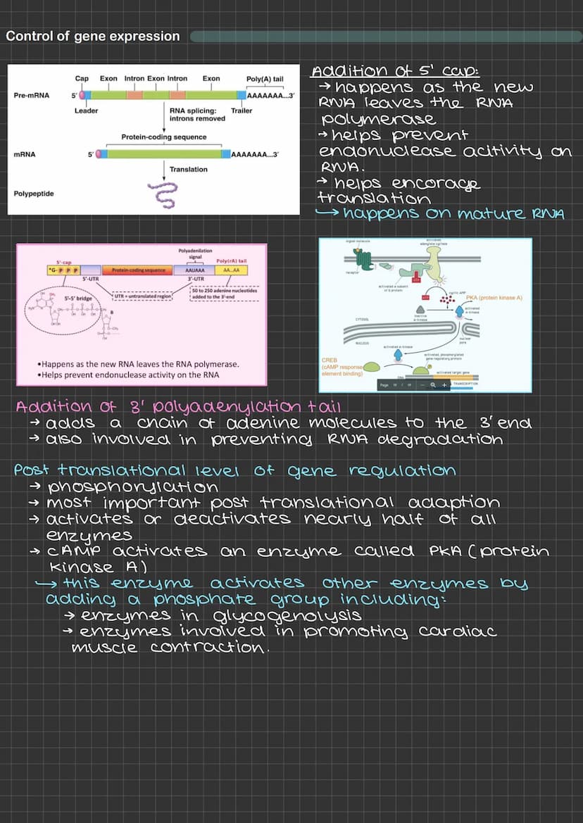 Control of genetic expression
→ All cells carry the same genes but not all genes in
every cell are switched on
→ cells show different gene e