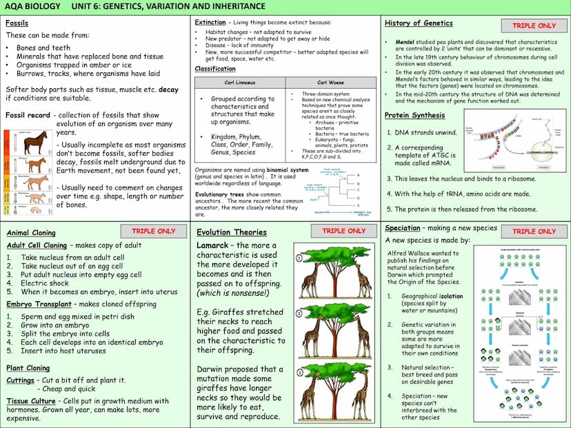 Biology Knowledge Organisers
Unit 1: Cells
Unit 2: Organisation
Unit 3: Infectious Diseases
Unit 4: Bioenergetics
(Photosynthesis and
Respir