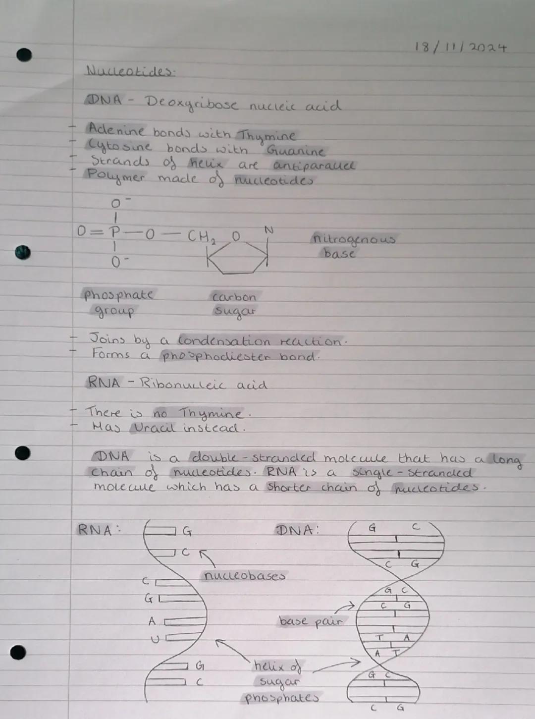 Biological Molecules.
09/09/2024
Monomer - A molecule that can be bonded to other
identical molecules to form a polymer.
e.g.
Nudeotide
Mono