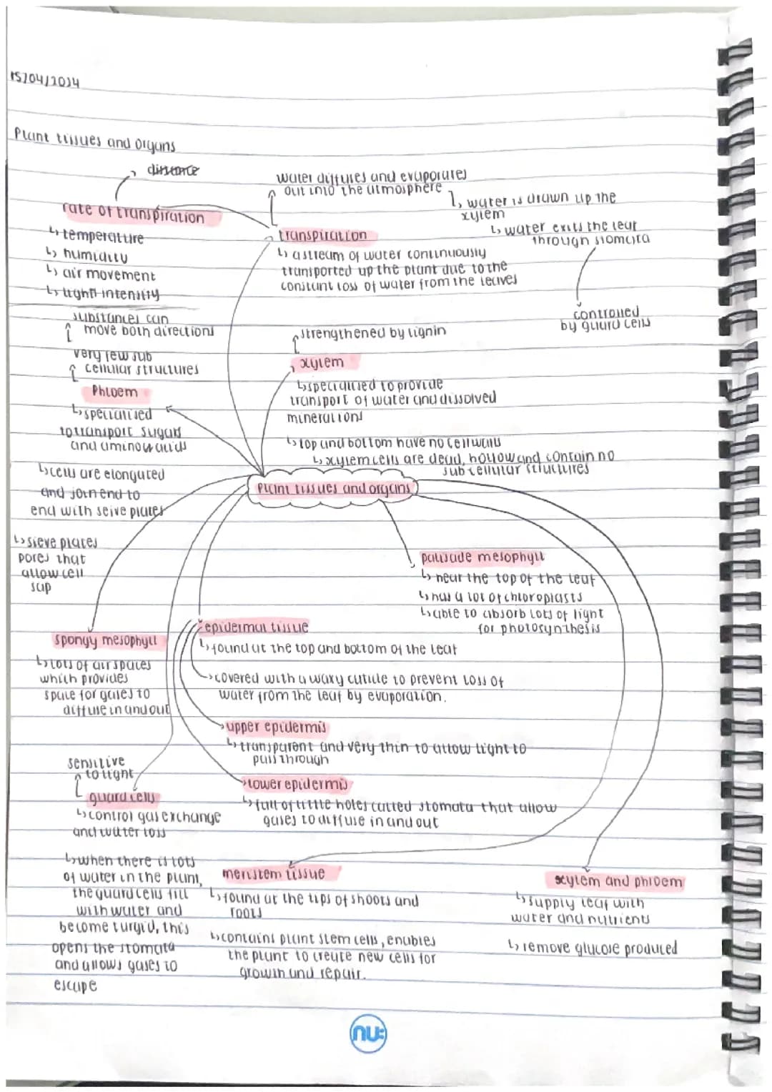 plant tissues and organs notes