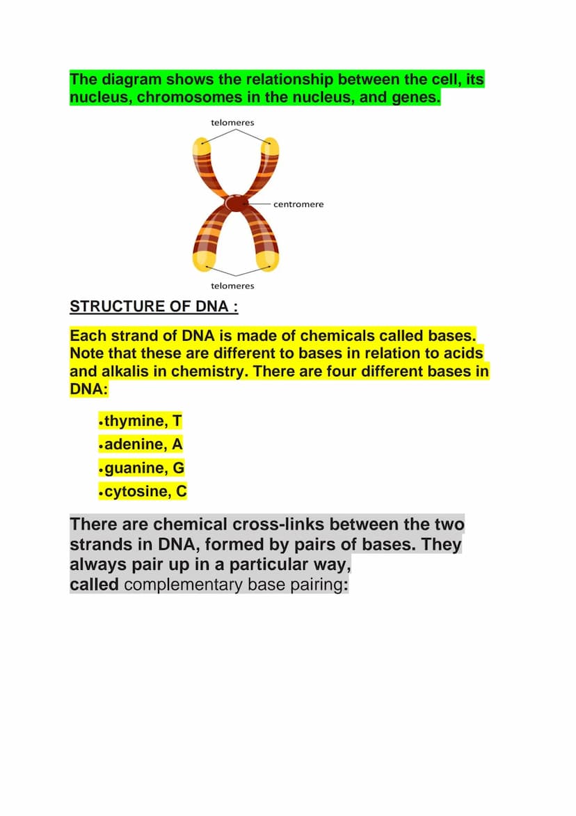 DNA
DNA molecules are large and complex. They
carry the genetic code that determines the
characteristics of a living organism.
NAN
DNA
X
Arm