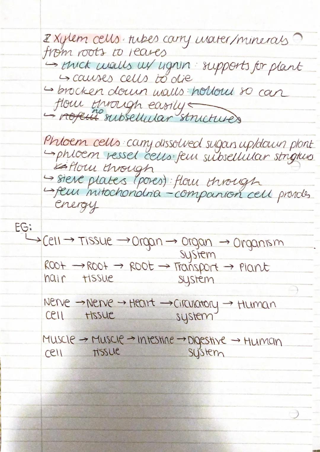 B1-Cell Differentiation
Stem cells: completely undifferentiated. Have
the capacity to specialise into any
type of cell, eg: muscle, nerve ce