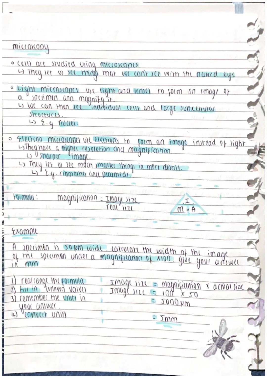 biology paper t gese Revision
1
Cell Biology
Cell)
• All living things are made from cell).
Euharyoric cell) are complex and include all pla