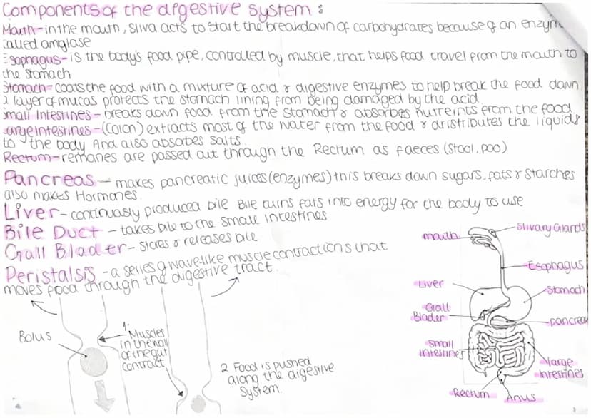 food
Enzyme
Enzyme produced
by
Mouth, Pancrease
Carbohydrates Carbohydrase lama- and smau inte-
Stines
Proteins
Protease
Lipids (fats] Lipas
