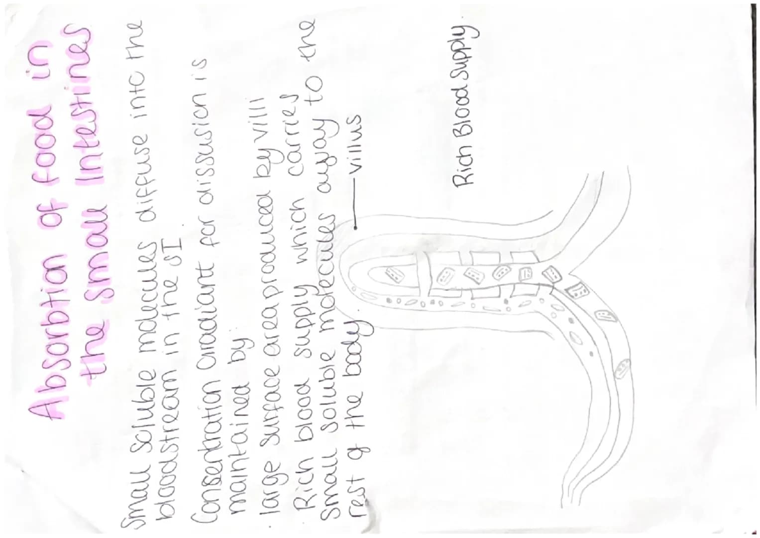 food
Enzyme
Enzyme produced
by
Mouth, Pancrease
Carbohydrates Carbohydrase lama- and smau inte-
Stines
Proteins
Protease
Lipids (fats] Lipas