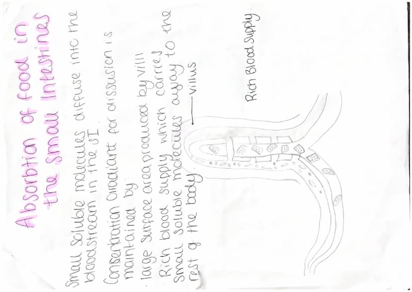 food
Enzyme
Enzyme produced
by
Mouth, Pancrease
Carbohydrates Carbohydrase lama- and smau inte-
Stines
Proteins
Protease
Lipids (fats] Lipas