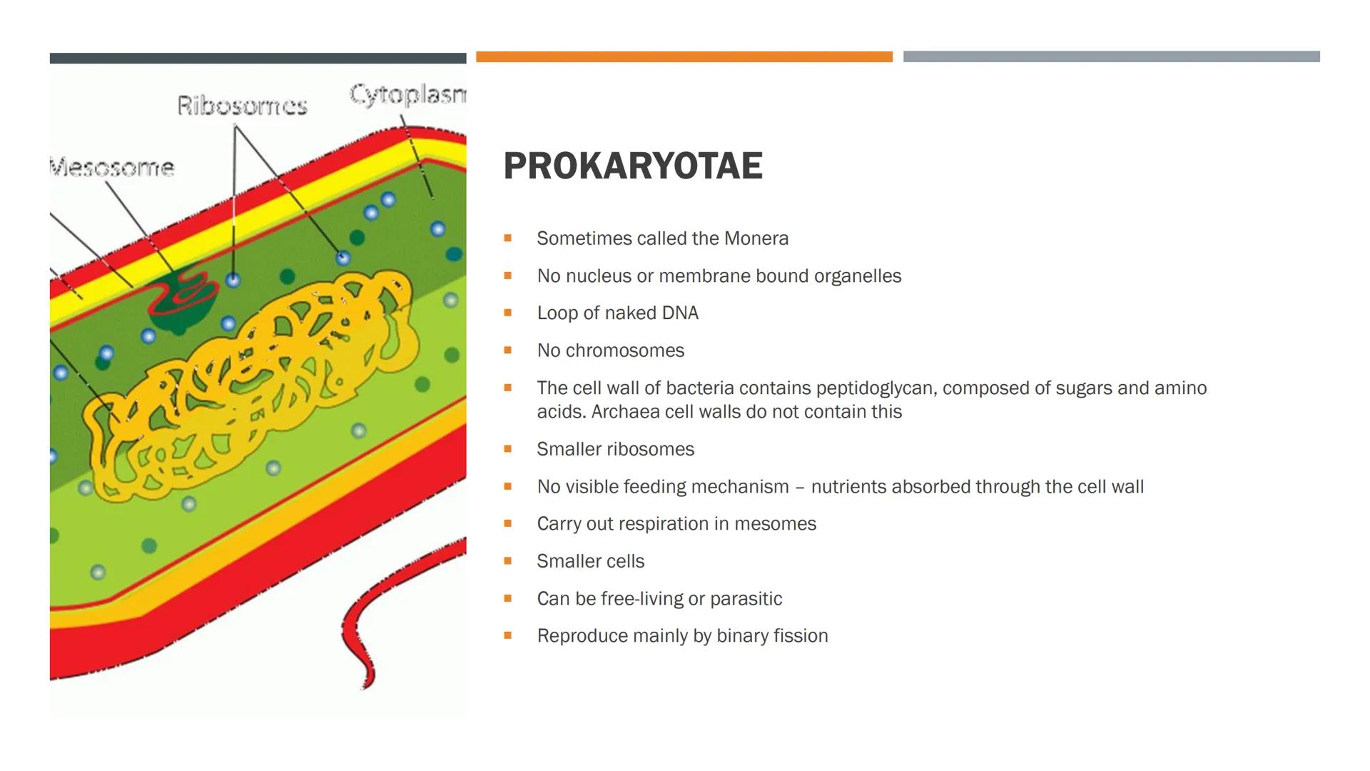 Mesosome
Ribosomes Cytoplasm
PAPE
HO
PROKARYOTAE
■
■
■
■
■
I
■
■
■
■
■
Sometimes called the Monera
No nucleus or membrane bound organelles
L