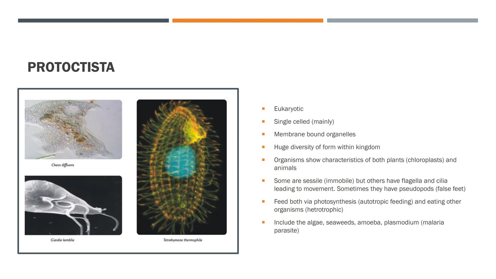 Mesosome
Ribosomes Cytoplasm
PAPE
HO
PROKARYOTAE
■
■
■
■
■
I
■
■
■
■
■
Sometimes called the Monera
No nucleus or membrane bound organelles
L