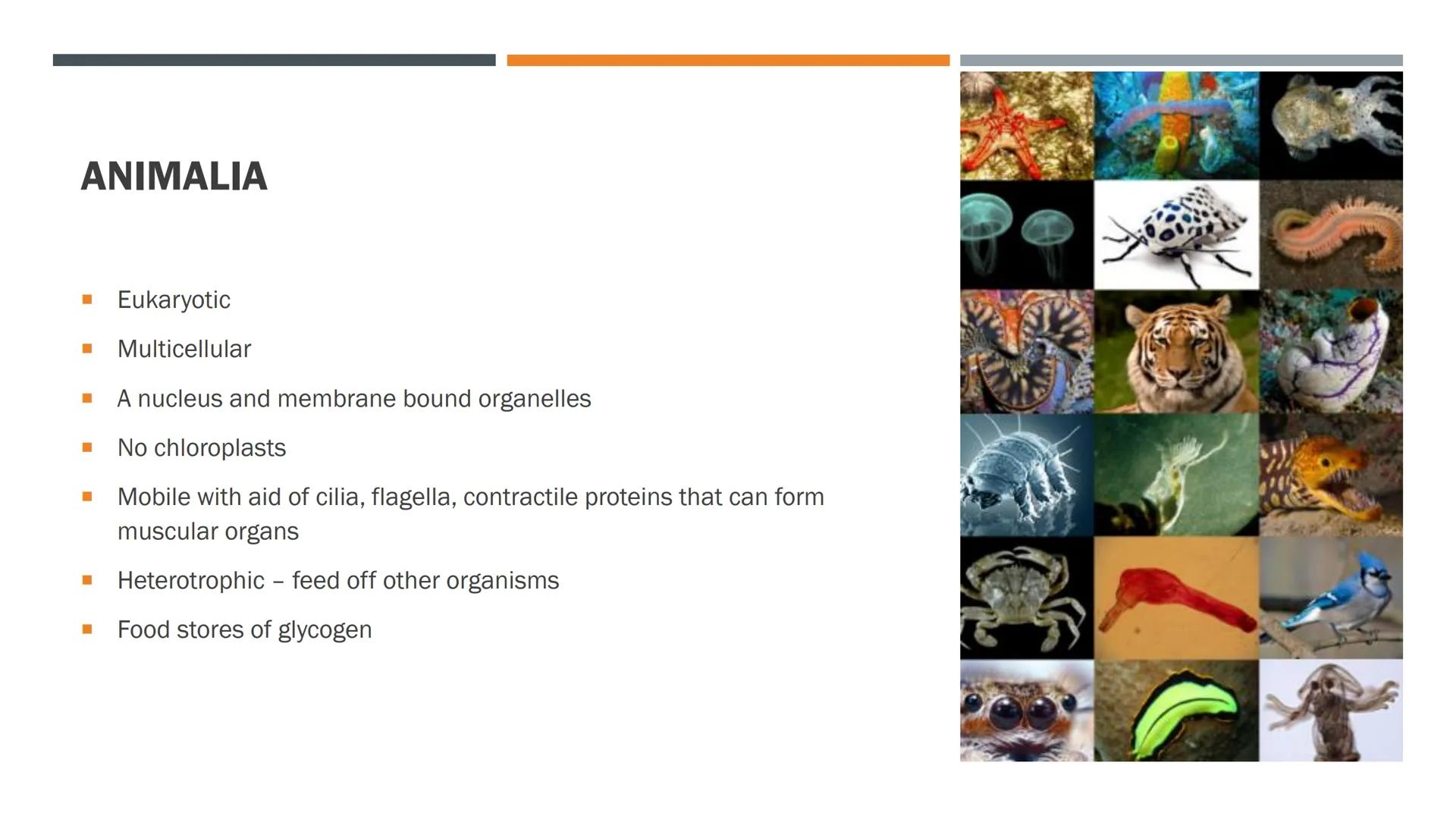 Mesosome
Ribosomes Cytoplasm
PAPE
HO
PROKARYOTAE
■
■
■
■
■
I
■
■
■
■
■
Sometimes called the Monera
No nucleus or membrane bound organelles
L