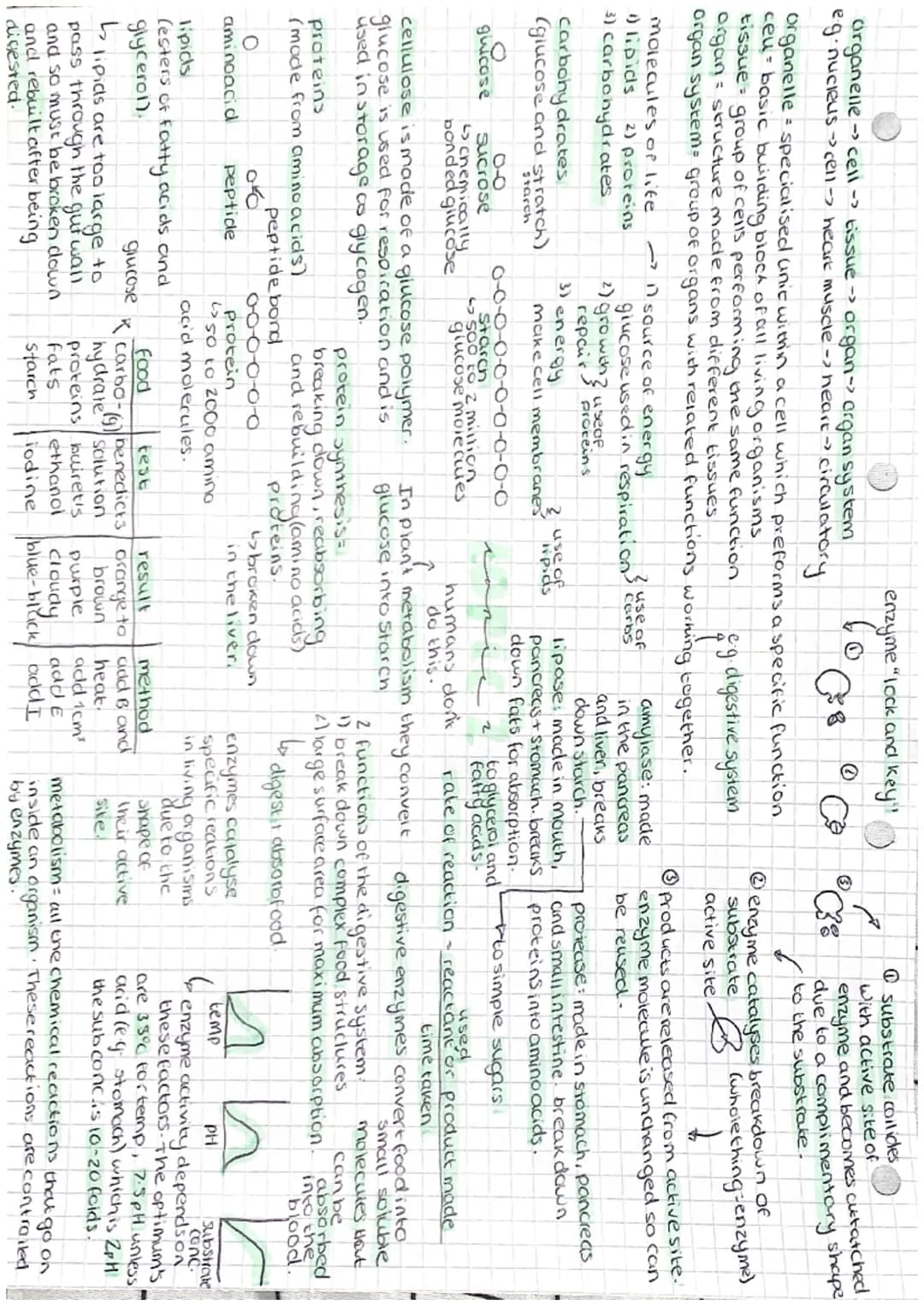organelle -> cell -> tissue -> organ-> organ system
eg⋅nucleus → cell -> heart muscle -> heart->
circulatory
molecules of life
(2) proteins
