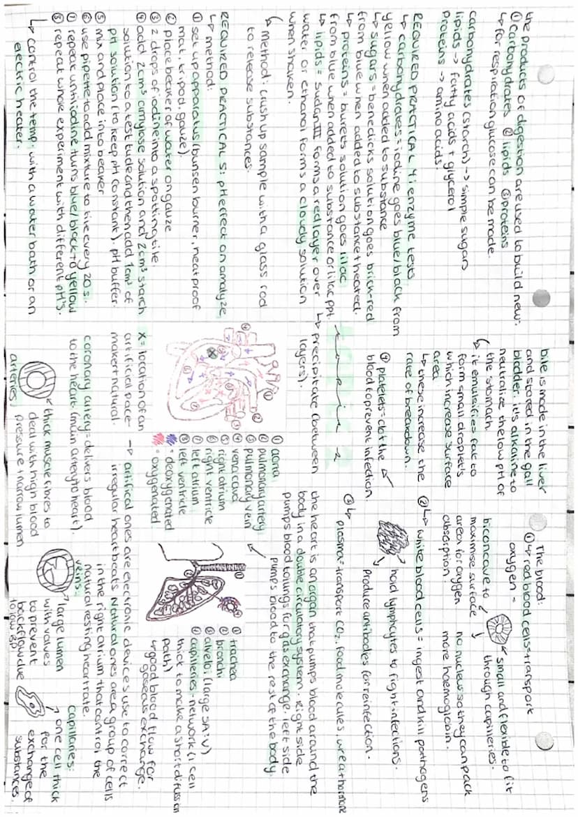 organelle -> cell -> tissue -> organ-> organ system
eg⋅nucleus → cell -> heart muscle -> heart->
circulatory
molecules of life
(2) proteins
