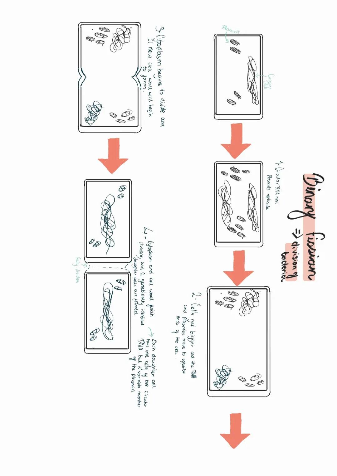 How Bacteria Split and How Blood Moves: Easy Peasy Science!